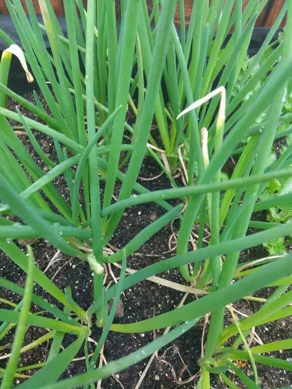 日照|阳台种小葱，注意3点，叶子猛蹿，割了一茬又一茬，收获不断！