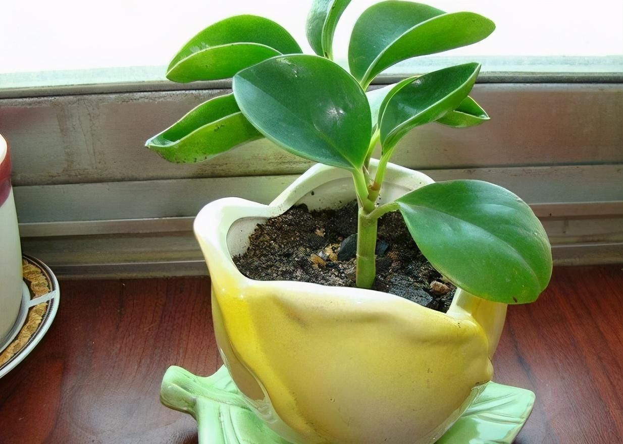 能净化室内空气的盆栽,选此四种,秋冬不怕来雾霾