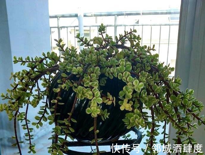 大妈养一株“象鼻”盆景, 从没人要变“万元级”, 才花3个月!