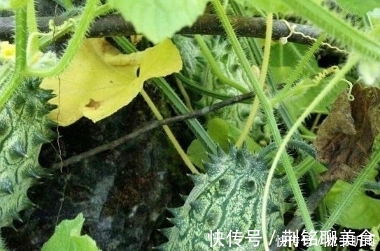 非洲|原产于非洲的水果,引进我国后不受重视,现在才知味道好营养高