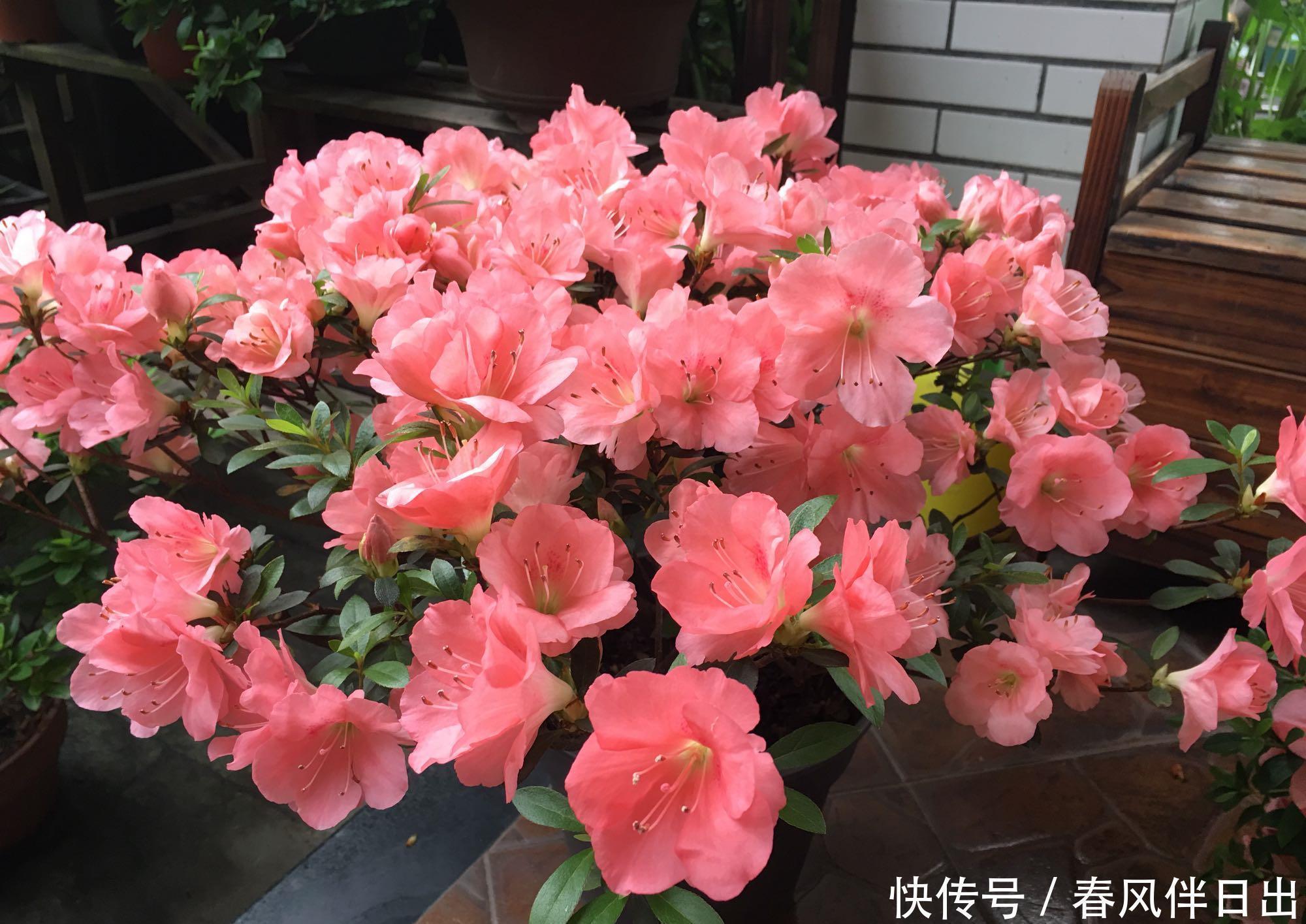 名花|中国十大名花之一,四季开花,观赏价值高,一花多色,漂亮又芳香