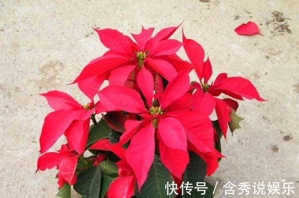 水仙花|这五种“毒花”,冬季最好不要养,1滴“汁液”就可能影响健康