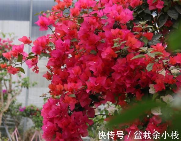 花芽|秋天养三角梅，合理的掐芽打顶，新芽侧枝一起长，绽放层叠群花