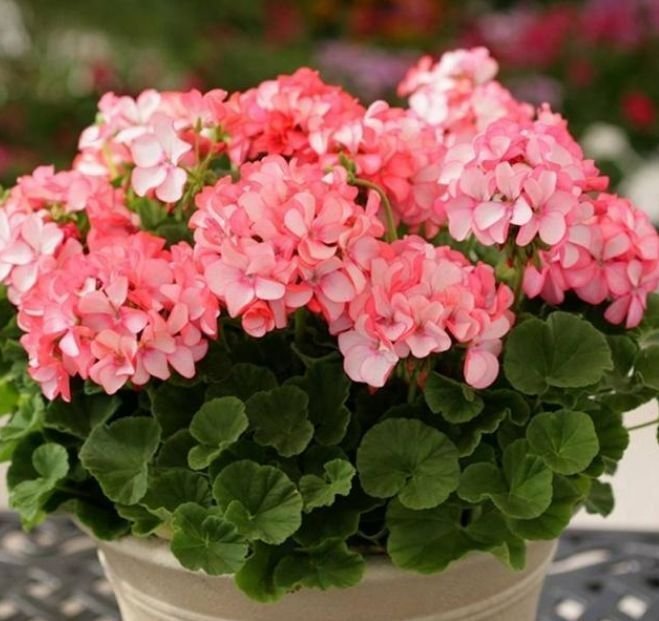 百合花|4种花养家里，福旺运旺财更旺，不用费心，就能长的特别好