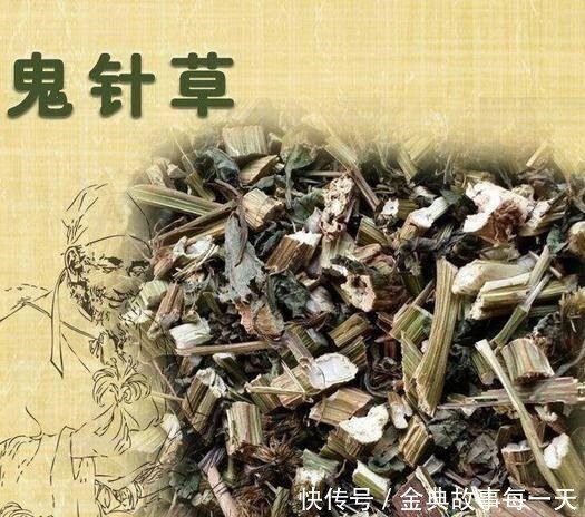 野地一种“鬼针草”，农民都讨厌它，却不知它是草药的瑰宝