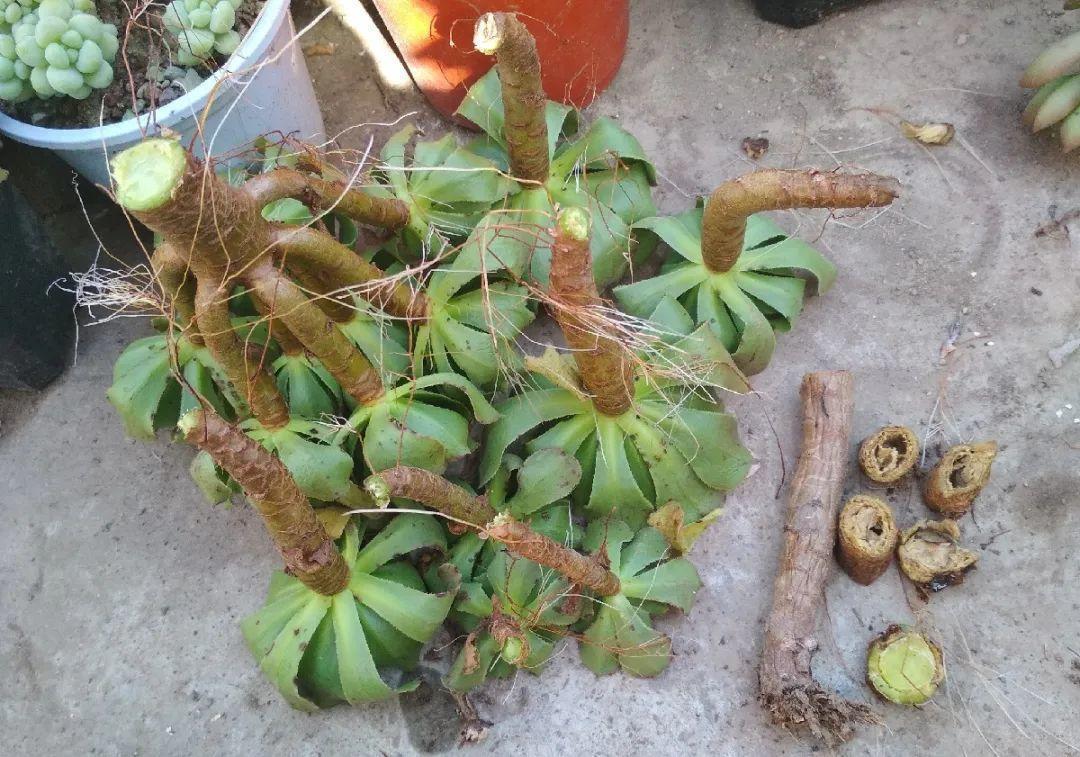 气根|茉莉花扦插有机关,砍这一段枝条,插土里3天就活!