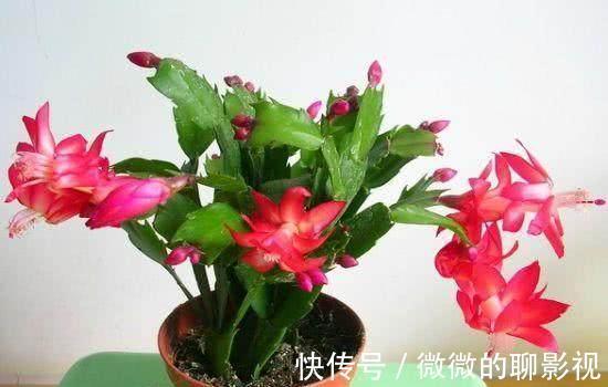 这么给蟹爪兰浇水,蟹爪兰不但没死,还越长越好