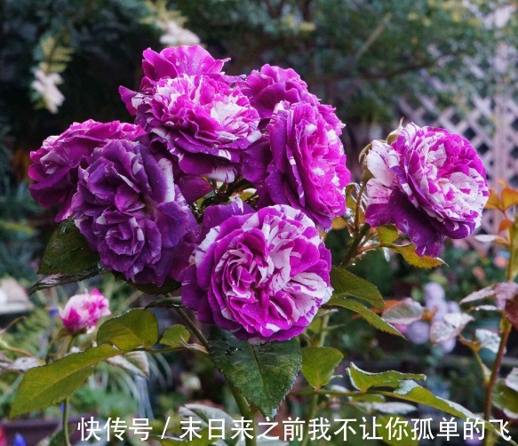 秋天给月季浇点这种水，不黄叶不生病，花苞长不停！