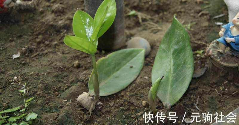 虎皮兰|谁说养花难？4种“泼辣花”，扔在土里就生根，繁殖一片小崽子