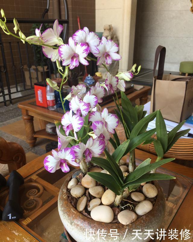 耐阴|13种耐阴花卉,光照不足也能生长旺盛,开花茂密