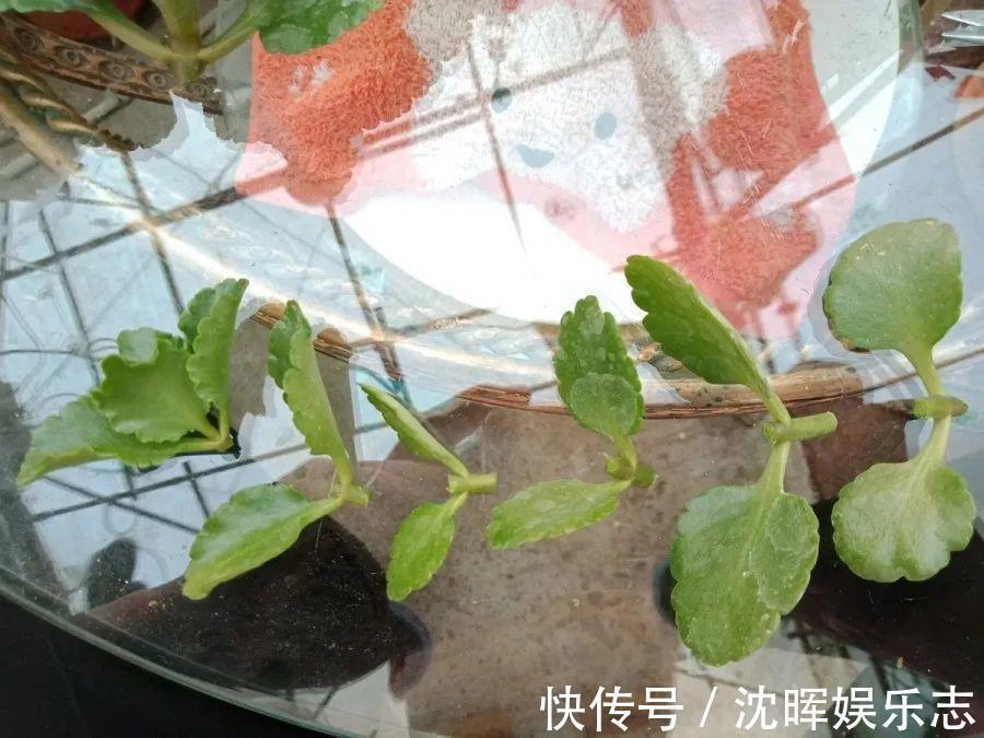 非洲堇|这花送人，只用送一片叶子，插土就活不心疼！