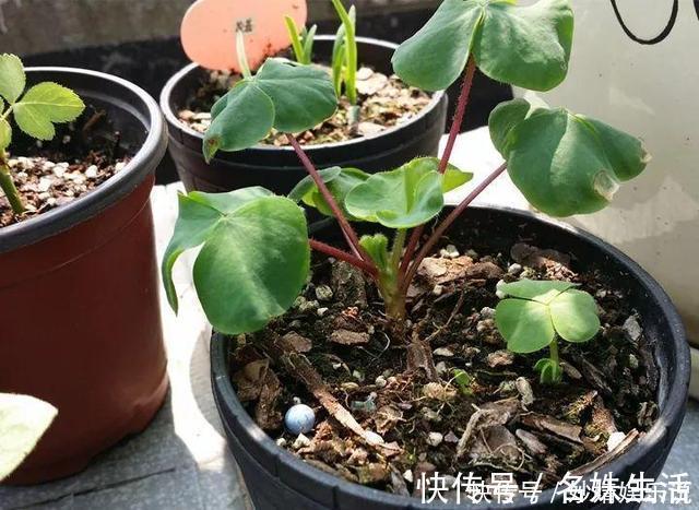 沙子|盆里埋点它，小虫子全没了，花越长越茂盛！