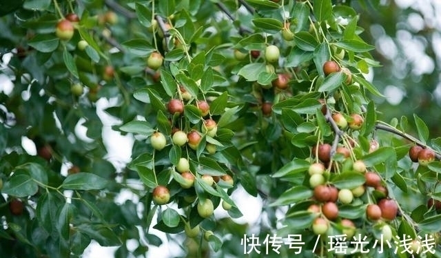 院子里种这3种树，寓意深远，吉祥旺宅，来看看