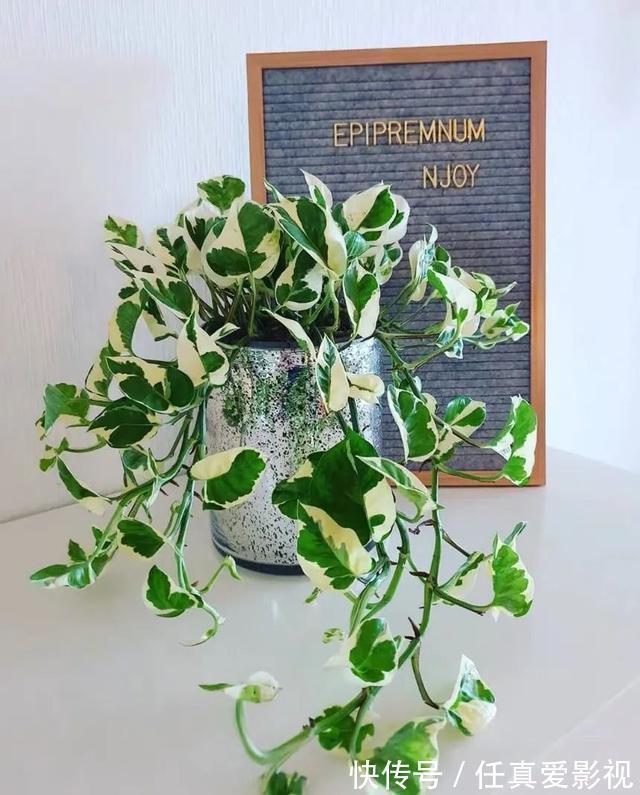 客厅养花就选这5种,清雅又大方、越养家里越干净,越养越健康