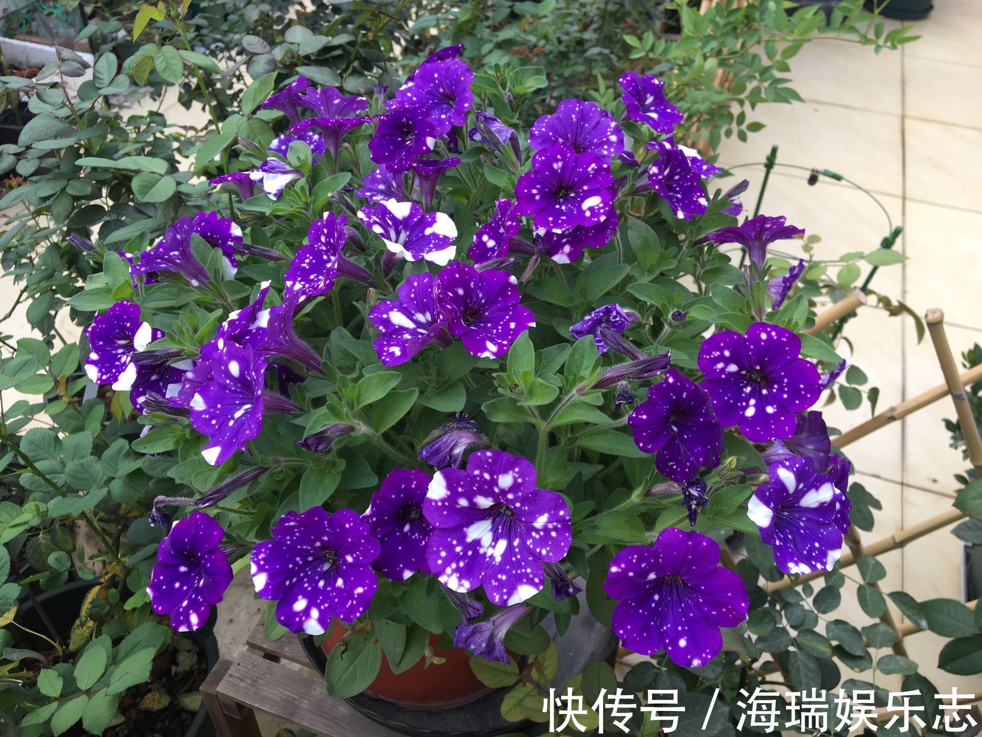 蓝雨|夏季最好养的花，丢土里就能活，春节时开花，花朵漂亮，花香四溢