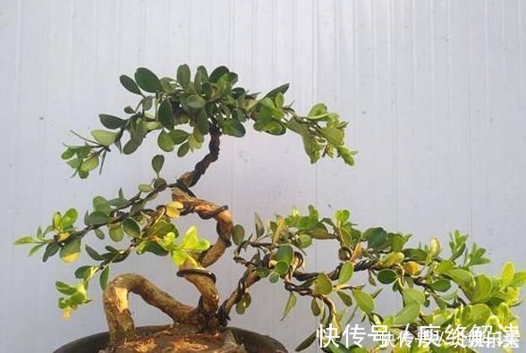 平凡|这“3种树”平凡不起眼，做成盆景贵气十足，养上3年，价格翻几倍