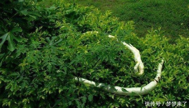 特效药|它是治疗黄疸“特效药”,农村很常见,若有需要,抓紧收藏!