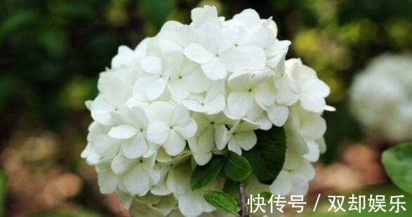 家里养花选它,生长旺繁殖快,养一盆等于养10盆,养2年成大户!