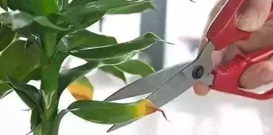 养花修剪“学问大”,老花匠教你怎么修剪,才能突突冒花!