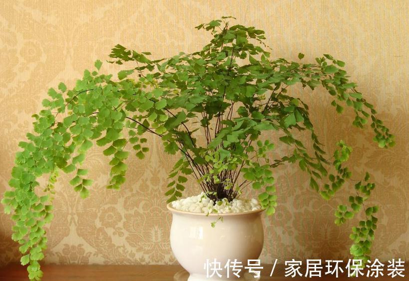 这4种植物真喜水，居家盆栽不用“特意”控水