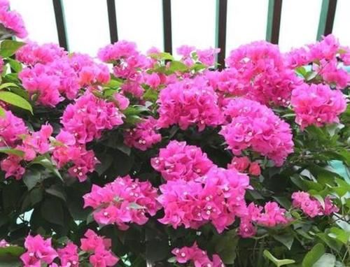 几种花开花漂亮又好养,花儿轻松开爆盆,对待新手很友好