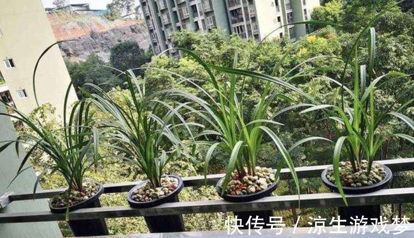 老花匠家阳台、露台都是兰花,一年四季都有花赏,新手动手也能养