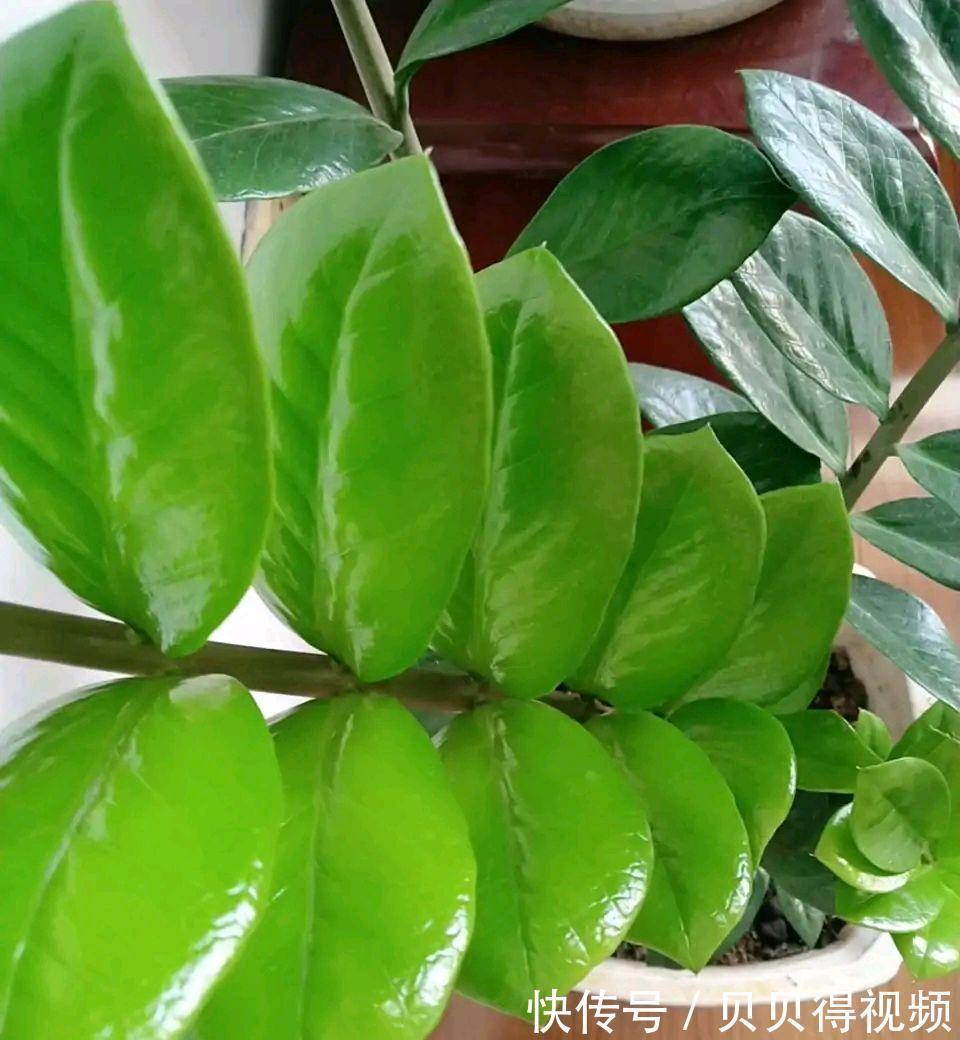 6种“聚财花”,养在家里好兆头,漂亮又大气,还有好运满满