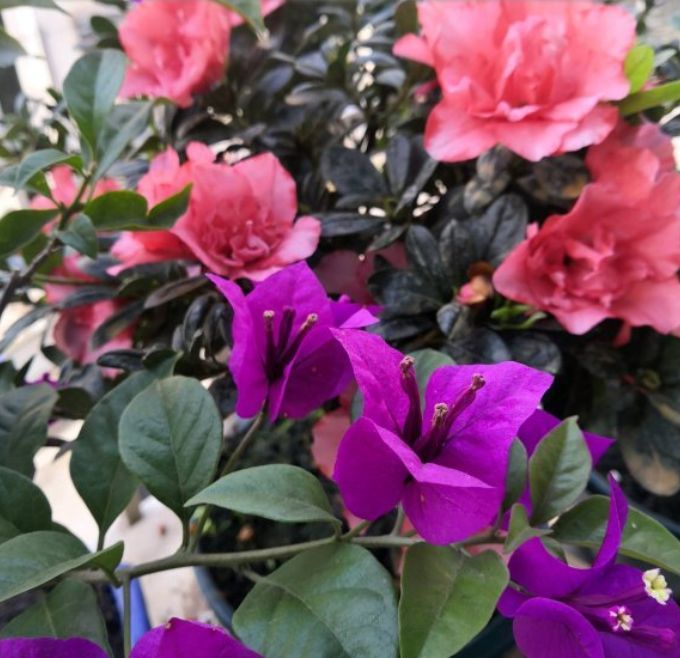 号称看门花的漂亮花卉,种在门前,邻居总想看