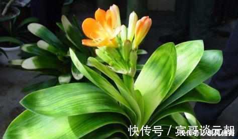 花苞|花匠严肃的说, 给君子兰这样洗个澡, 花苞蹭蹭长, 1年开花好几次!