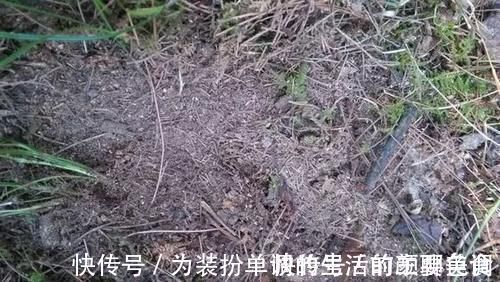 养花|营养土还在买?3种东西混一混,变成万能花土,养啥旺啥!