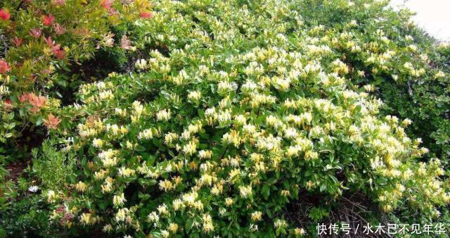 夏季摘1个枝,丢盆里,来年花开满阳台,成枝肥叶壮有价值的盆景