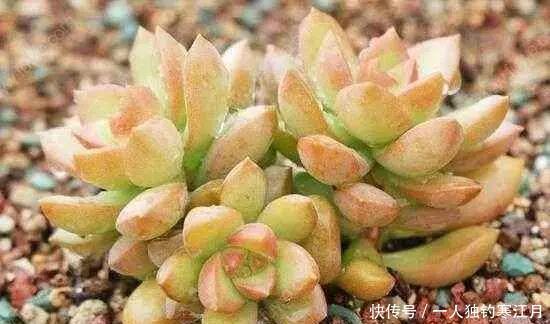 6招教你判断多肉是否缺水,掌握4季浇水法则
