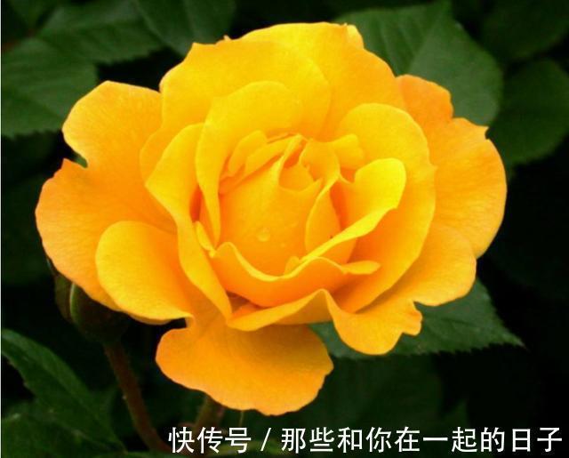 漂亮|喜欢在家中养护漂亮的花卉,就选择花色艳,花期长,开花美丽的花