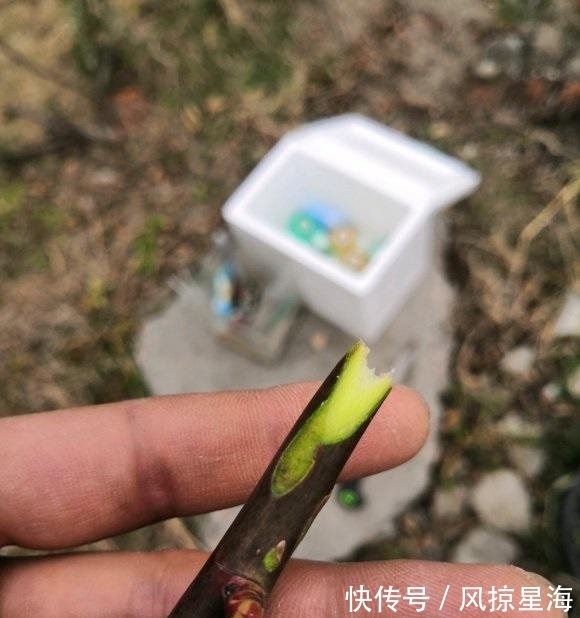 月季嫁接,用哪种砧木最好?嫁接要注意什么?这些技巧要了解