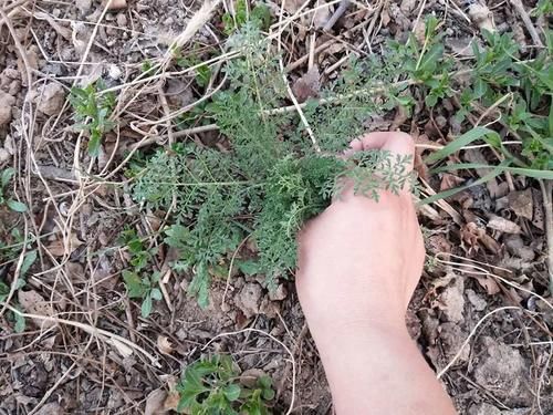 這種野菜有點苦，麥地里每年都長，3月正當時，見到可以摘一把