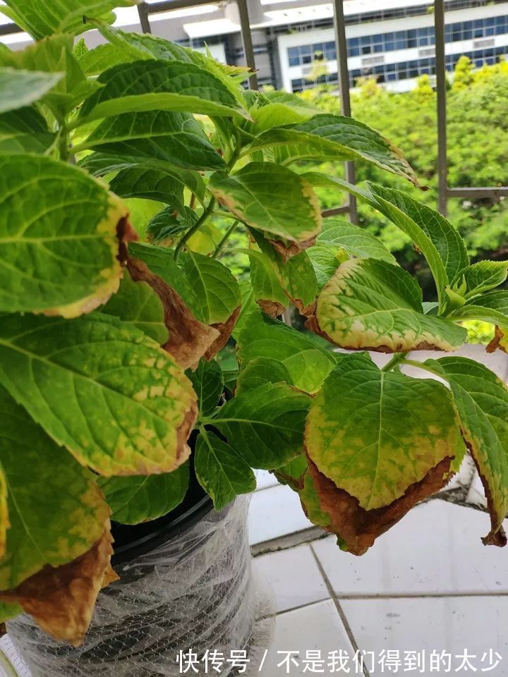 养花技巧最难养的花,买多少死多少,想想就生气!