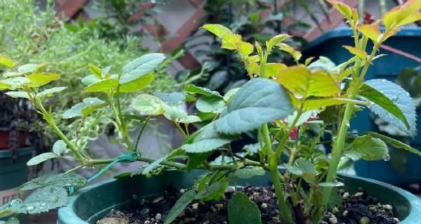 养花会用到这3种药,所以过期了也别丢弃