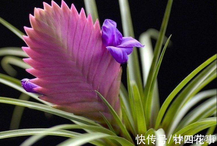 5种“一次性花”,开完花扔掉吧,浪费精力继续养,忒不划算