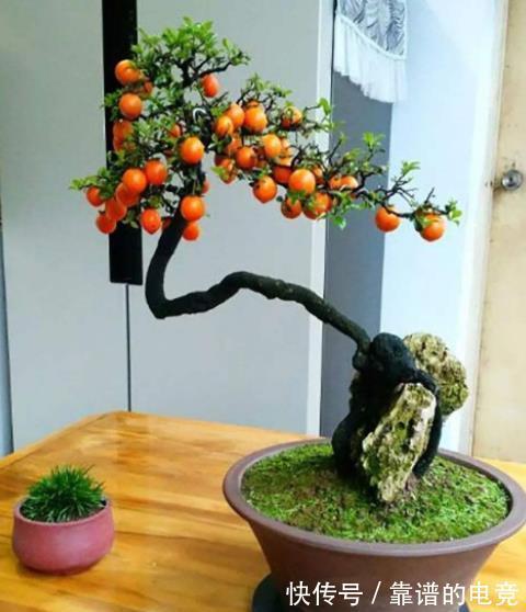 5种富贵花,越养越值钱,家门口养一盆,长成“传家宝”