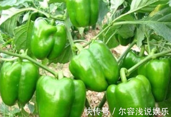 植株|美白护肤、增强免疫力的甜椒,农民种植想要提高座果率,只需四点
