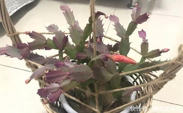 到了夏天,蟹爪兰叶子“耷拉、断裂”,没有放对位置,赶紧搬