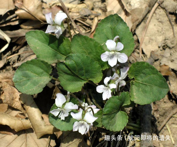 鲜美|农村人喜爱的3种野菜,不仅味道鲜美独特,用来养生也不错!