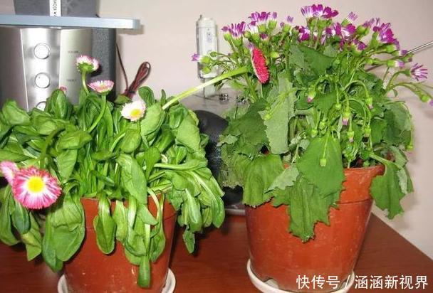 养花|养花浇水是个难题远离''4种水质''，花根不易腐烂化水