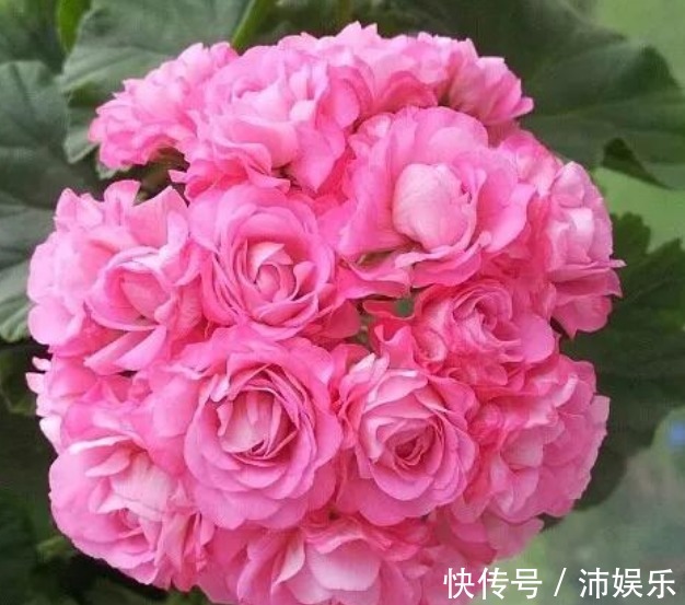 10种天竺葵,花色鲜艳,颜色丰富,每种都超美,你养过几种