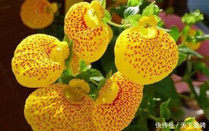 喜欢菊花，不如养盆荷包花，花似荷包，寓意吉祥富贵，亮丽多姿！