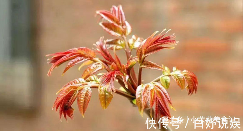 香椿芽|春吃芽,5种“春芽”要多吃,2种“毒芽”可别吃,健康最重要