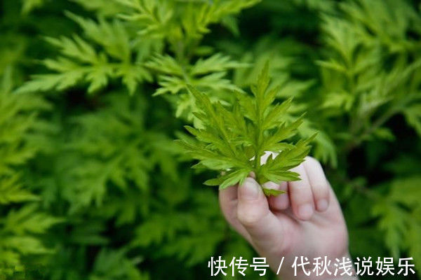 腰腿痛|七年之病，求三年之艾！1把艾草4味药，这样做，改善失眠、腰腿痛