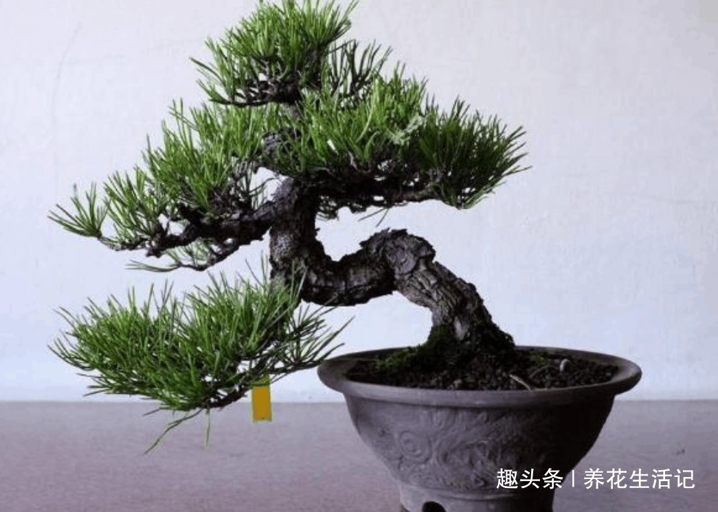 黑松盆景不发芽,做好“4个”主环节,生长旺“出芽”率高!