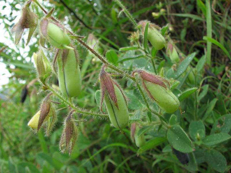耳聋|花生地里常见的响铃草,是主治耳聋耳鸣的特效药,看到请珍惜