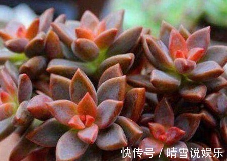 这9种花,特别适合新手养,越不浇水越爆盆,总有一款适合你!